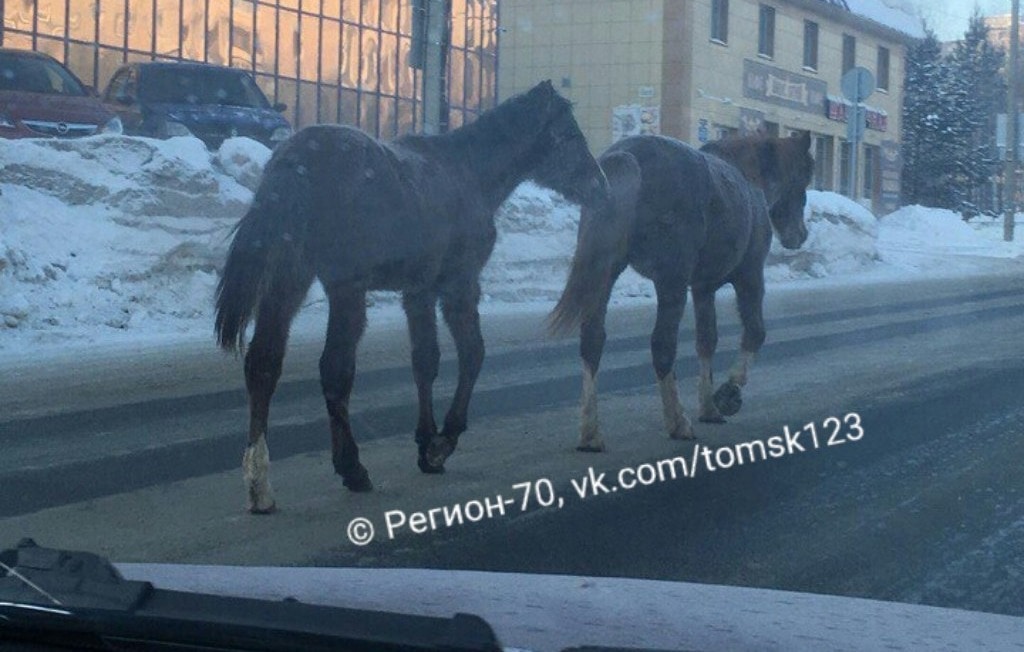 Происшествия, Томские новости, галопом животные дикие кони ходят гуляют бегают Беспризорные лошади галопом бегают по Томску