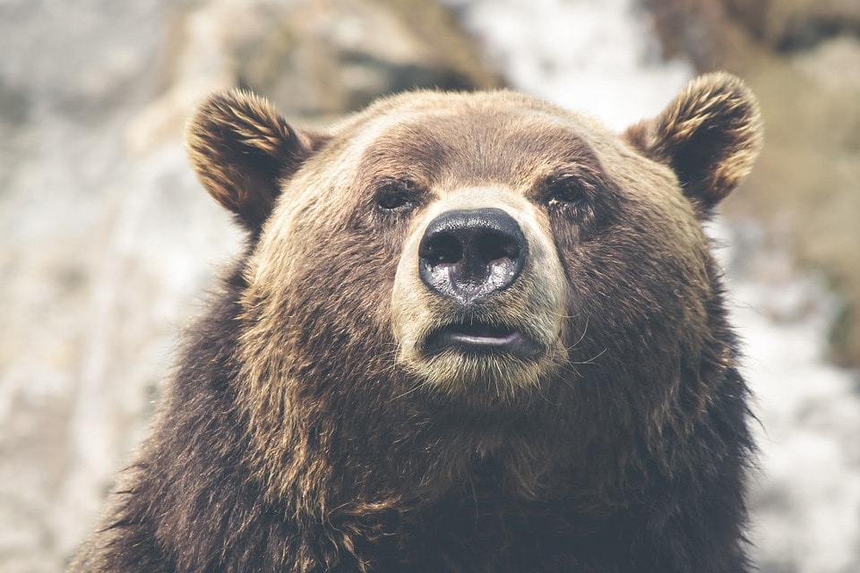 Природа, Происшествия, Томские новости, отстрел украл медведь проказник природа в Томской области Неадекватный медведь зашел в томское село и украл теленка